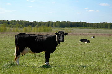 Image showing Rural landscape