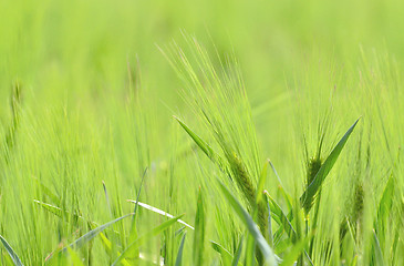 Image showing Green wheat field