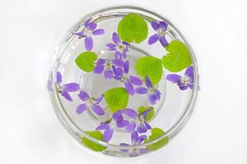 Image showing Sweet violet, viola odorata 