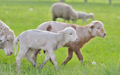 Image showing Young lambs and sheep in spring time