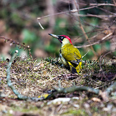 Image showing European green woodpecker