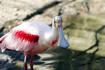 Image showing Roseate spoonbill