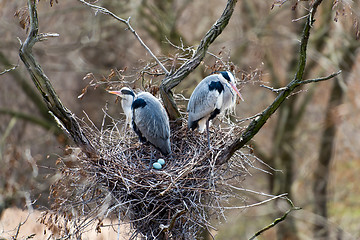 Image showing Grey herons nesting