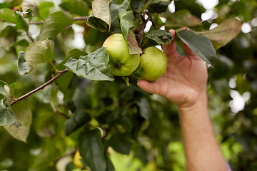 Image showing hand with apples growing at summer garden