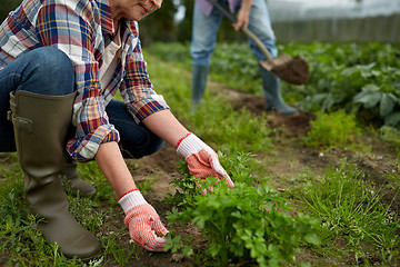 Image showing senior couple working in garden or at summer farm