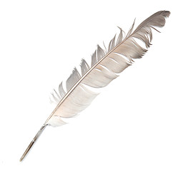 Image showing feather on white