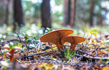 Image showing Mushrooms Growing In The Forest