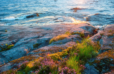 Image showing Rocky Shore With Growing Flowers Closeup