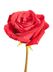 Image showing Red rose flower isolated on white