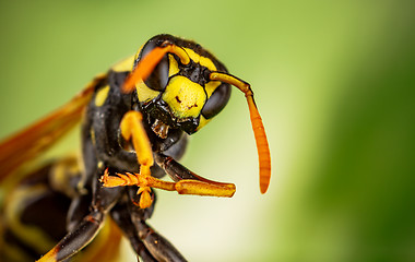 Image showing Wasp head Macro Shot