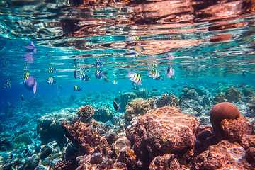 Image showing Tropical Coral Reef.