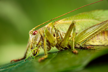 Image showing Grasshopper on a green background