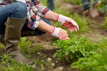 Image showing senior woman working in garden or at summer farm