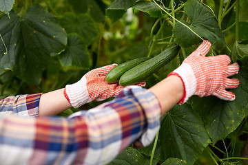 Image showing woman picking cucumbers up at farm greenhouse