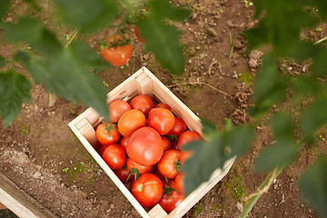 Image showing red tomato\'s in wooden box at summer garden