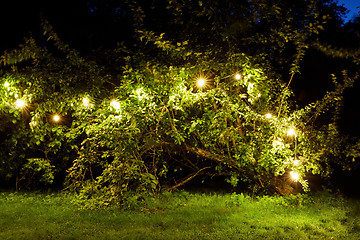 Image showing tree with garland lights at night summer garden