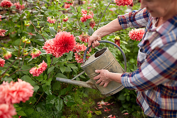 Image showing senior woman watering flowers at summer garden