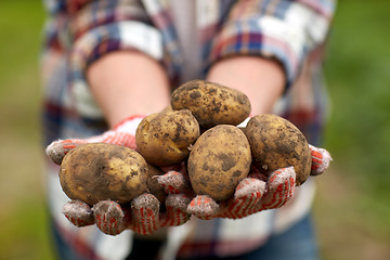 Image showing farmer hands holding potatoes at farm