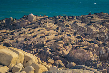 Image showing Seal on stones