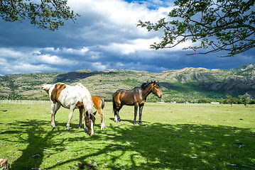Image showing Three wild horses