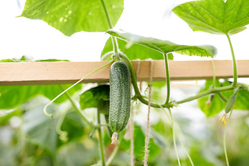 Image showing close up of cucumber growing at garden