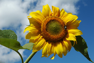 Image showing sunflower (ðelianthus annuus)