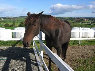 Image showing Horse by a fence