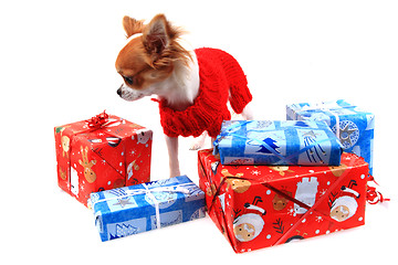 Image showing sweet small chihuahua and christmas presents