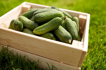 Image showing cucumbers in wooden box at summer garden