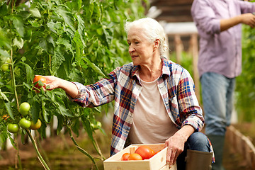 Image showing old woman picking tomatoes up at farm greenhouse