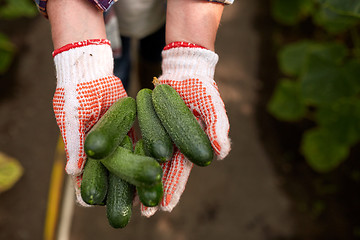 Image showing hands of farmer with cucumbers at farm greenhouse