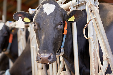 Image showing herd of cows in cowshed on dairy farm