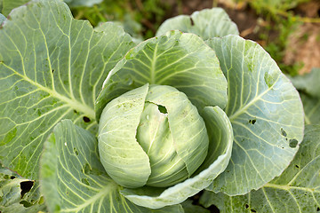 Image showing cabbage growing on summer garden bed at farm