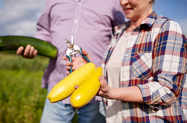 Image showing senior couple with squashes and secateurs at farm