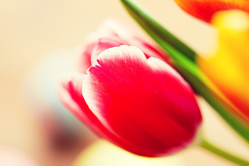 Image showing close up of tulip flowers