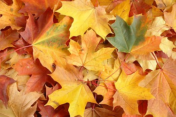 Image showing Leaves