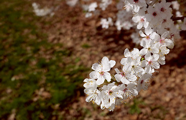 Image showing Branch of springtime white blossom above brown leaves