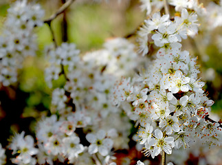 Image showing Branch of white hawthorn blossom