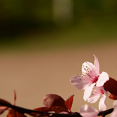 Image showing Pink blossom flower 