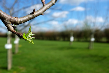 Image showing Close-up of green leaves opening on apple tree