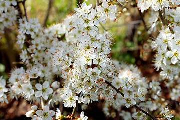 Image showing White blossom on hawthorn hedge in spring