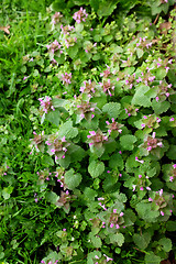 Image showing Patch of dead nettle with small purple flowers