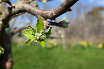 Image showing Large leafy bud opening on apple tree in spring