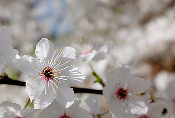 Image showing Delicate white blossom against blurred background 