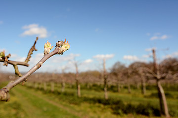 Image showing Apple tree bud opening in an orchard