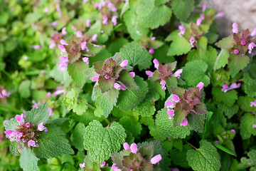 Image showing Purple dead nettle plant