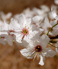 Image showing Two blossom flowers with delicate stamen
