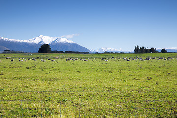 Image showing some sheep in the green meadow