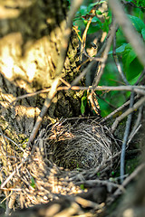 Image showing Close up empty birds nest in the tree