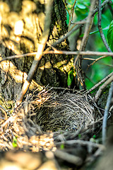 Image showing Close up empty birds nest in the tree